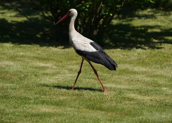 Pustki Rekowskie - Zielone Serce Kaszub *