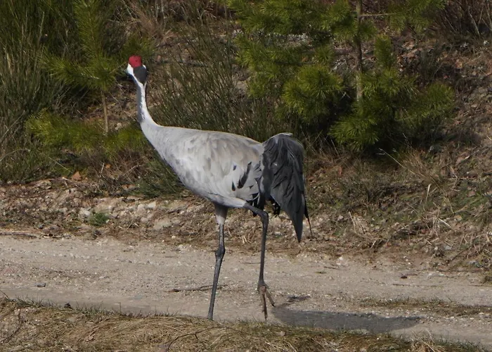 Pustki Rekowskie - Zielone Serce Kaszub *