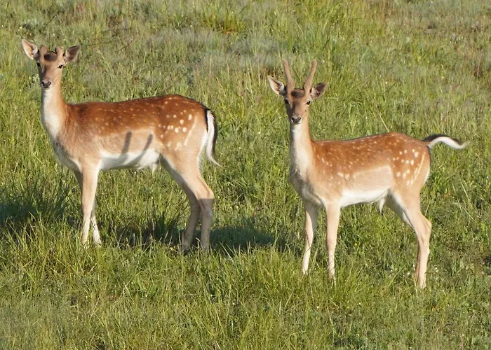 Pustki Rekowskie - Zielone Serce Kaszub *