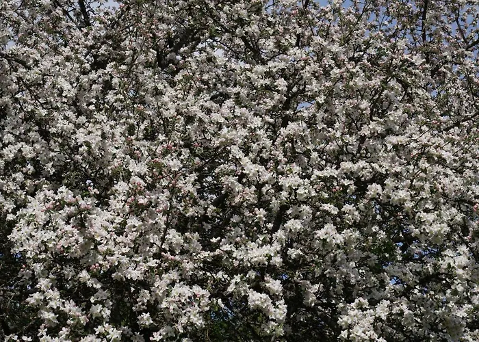Pustki Rekowskie - Zielone Serce Kaszub